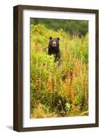 Brown Bear, Katmai National Park, Alaska-null-Framed Photographic Print