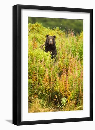 Brown Bear, Katmai National Park, Alaska-null-Framed Photographic Print