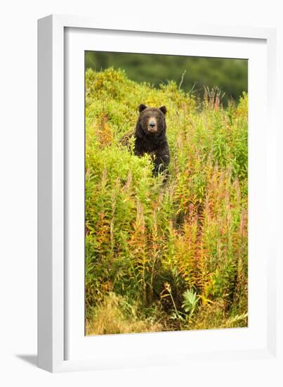 Brown Bear, Katmai National Park, Alaska-null-Framed Photographic Print