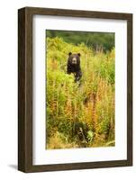 Brown Bear, Katmai National Park, Alaska-null-Framed Photographic Print