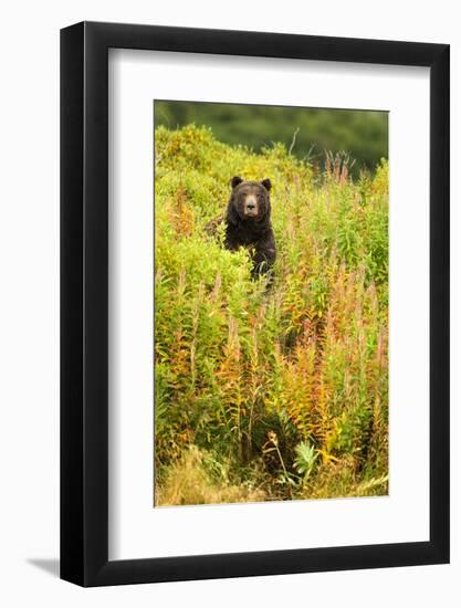 Brown Bear, Katmai National Park, Alaska-null-Framed Photographic Print