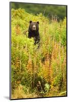 Brown Bear, Katmai National Park, Alaska-null-Mounted Photographic Print