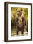 Brown Bear, Katmai National Park, Alaska-null-Framed Photographic Print