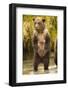 Brown Bear, Katmai National Park, Alaska-null-Framed Photographic Print