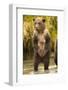 Brown Bear, Katmai National Park, Alaska-null-Framed Photographic Print