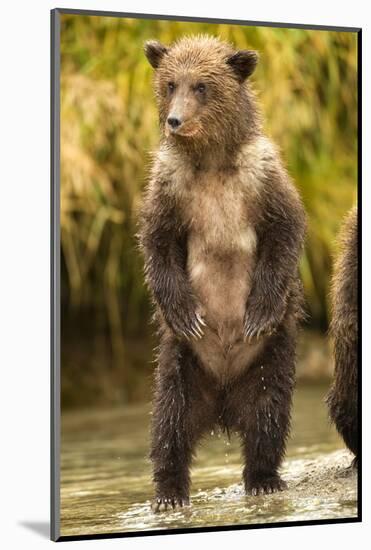 Brown Bear, Katmai National Park, Alaska-null-Mounted Photographic Print