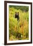 Brown Bear, Katmai National Park, Alaska-null-Framed Photographic Print