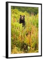 Brown Bear, Katmai National Park, Alaska-null-Framed Photographic Print