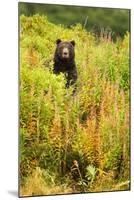 Brown Bear, Katmai National Park, Alaska-null-Mounted Photographic Print