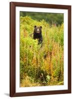 Brown Bear, Katmai National Park, Alaska-null-Framed Photographic Print