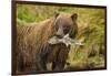 Brown Bear, Katmai National Park, Alaska-null-Framed Photographic Print