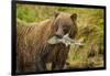 Brown Bear, Katmai National Park, Alaska-null-Framed Photographic Print