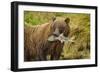 Brown Bear, Katmai National Park, Alaska-null-Framed Photographic Print