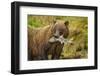 Brown Bear, Katmai National Park, Alaska-null-Framed Photographic Print