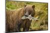 Brown Bear, Katmai National Park, Alaska-null-Mounted Photographic Print