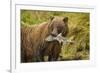 Brown Bear, Katmai National Park, Alaska-null-Framed Photographic Print