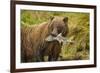 Brown Bear, Katmai National Park, Alaska-null-Framed Photographic Print