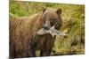 Brown Bear, Katmai National Park, Alaska-null-Mounted Photographic Print