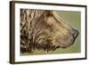 Brown Bear, Katmai National Park, Alaska-null-Framed Photographic Print