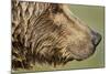 Brown Bear, Katmai National Park, Alaska-null-Mounted Photographic Print