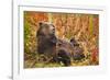 Brown Bear, Katmai National Park, Alaska-null-Framed Photographic Print