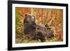 Brown Bear, Katmai National Park, Alaska-null-Framed Photographic Print