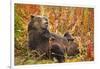 Brown Bear, Katmai National Park, Alaska-null-Framed Photographic Print