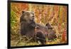 Brown Bear, Katmai National Park, Alaska-null-Framed Photographic Print