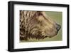 Brown Bear, Katmai National Park, Alaska-null-Framed Photographic Print