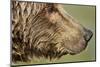 Brown Bear, Katmai National Park, Alaska-null-Mounted Photographic Print