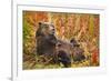 Brown Bear, Katmai National Park, Alaska-null-Framed Photographic Print