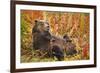 Brown Bear, Katmai National Park, Alaska-null-Framed Photographic Print