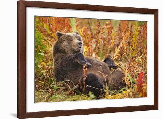 Brown Bear, Katmai National Park, Alaska-null-Framed Photographic Print