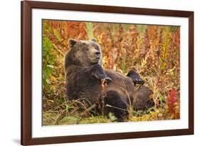 Brown Bear, Katmai National Park, Alaska-null-Framed Photographic Print