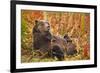 Brown Bear, Katmai National Park, Alaska-null-Framed Photographic Print