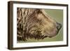 Brown Bear, Katmai National Park, Alaska-null-Framed Photographic Print