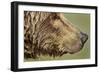 Brown Bear, Katmai National Park, Alaska-null-Framed Photographic Print