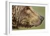 Brown Bear, Katmai National Park, Alaska-null-Framed Photographic Print