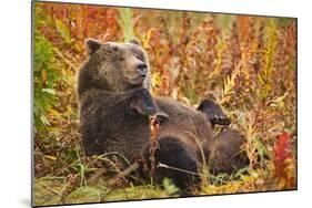 Brown Bear, Katmai National Park, Alaska-null-Mounted Photographic Print