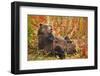 Brown Bear, Katmai National Park, Alaska-null-Framed Photographic Print