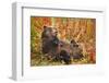 Brown Bear, Katmai National Park, Alaska-null-Framed Photographic Print