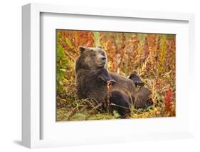 Brown Bear, Katmai National Park, Alaska-null-Framed Photographic Print