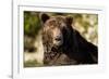 Brown Bear, Katmai National Park, Alaska-null-Framed Photographic Print