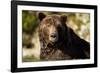 Brown Bear, Katmai National Park, Alaska-null-Framed Photographic Print