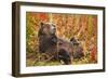 Brown Bear, Katmai National Park, Alaska-null-Framed Photographic Print