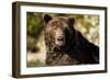 Brown Bear, Katmai National Park, Alaska-null-Framed Photographic Print