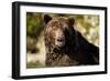 Brown Bear, Katmai National Park, Alaska-null-Framed Photographic Print