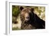 Brown Bear, Katmai National Park, Alaska-null-Framed Photographic Print