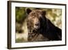 Brown Bear, Katmai National Park, Alaska-null-Framed Photographic Print