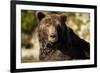 Brown Bear, Katmai National Park, Alaska-null-Framed Photographic Print